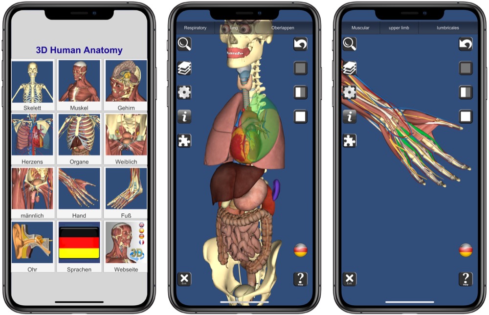 3d Anatomy Heute Gratis 3d Modell Des Menschlichen Korpers